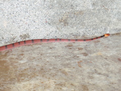 Siphlophis compressus