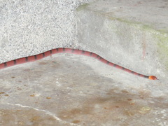 Siphlophis compressus