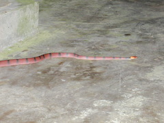 Siphlophis compressus
