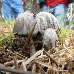 Coprinopsis annulopora