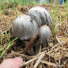 Coprinopsis annulopora