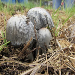 Coprinopsis annulopora