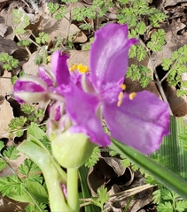 Tradescantia gigantea