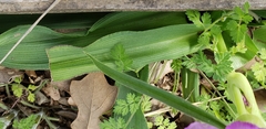 Tradescantia gigantea