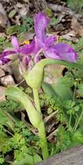 Tradescantia gigantea