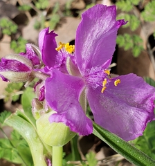 Tradescantia gigantea