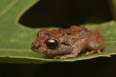 Pristimantis paisa