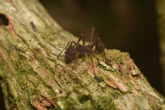 Acromyrmex aspersus
