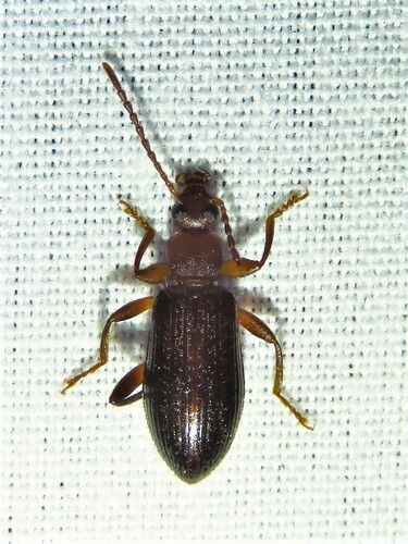 Statira hirsuta