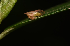 Lycoderides