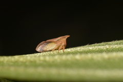 Lycoderides