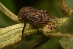 Metcalfiella