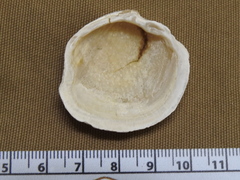 Phacoides pectinatus