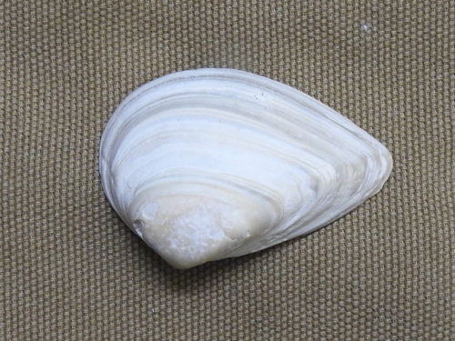 Rangia flexuosa