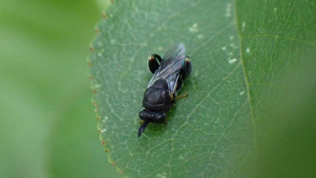 Brachymeria inermis