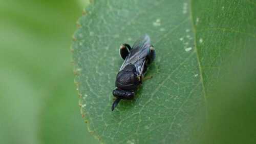 Brachymeria inermis