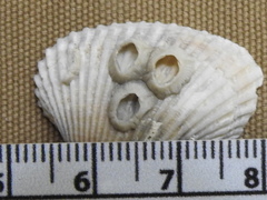 Amphibalanus venustus