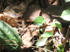 Holcosus leptophrys image