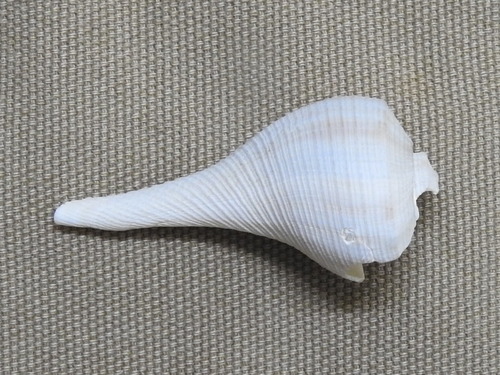 Fulguropsis spirata