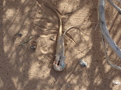 Urosaurus graciosus