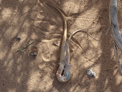 Urosaurus graciosus