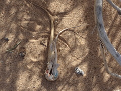 Urosaurus graciosus