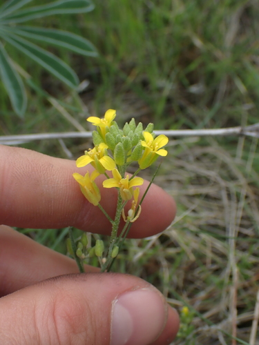 Image of Douglas' Bladderpod (Physaria douglasii) by no rights reserved