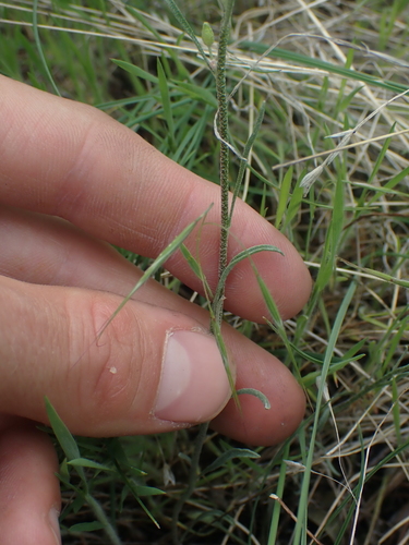 Image of Douglas' Bladderpod (Physaria douglasii) by no rights reserved