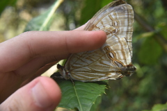 Morpho sulkowskyi