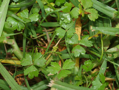 Hydrocotyle tripartita