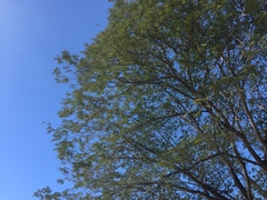 Enterolobium cyclocarpum