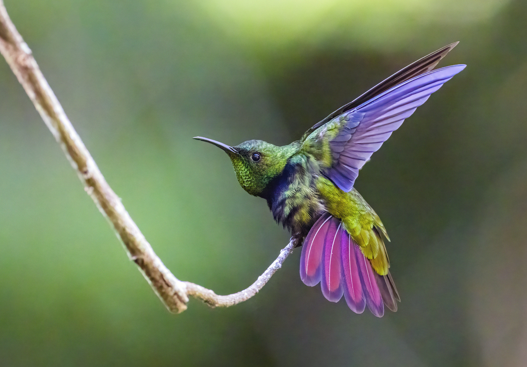 Hispaniolan Mango photo