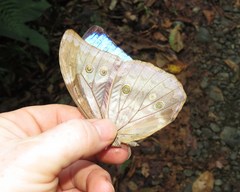 Morpho menelaus amathonte