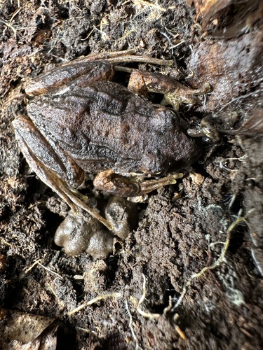 Banded Wood Frog, Batrachyla taeniata