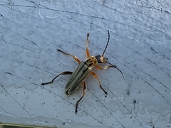 Chauliognathus scriptus