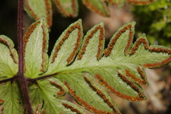 Cheilanthes nitidula