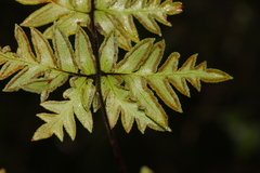 Cheilanthes nitidula