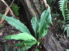 Collabieae