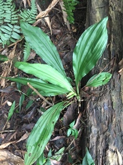 Collabieae