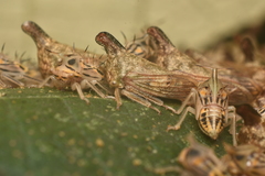 Aconophora compressa