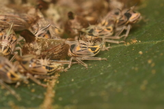 Aconophora compressa