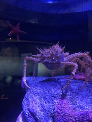 Macrocheira kaempferi