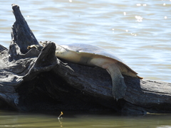 Apalone spinifera emoryi