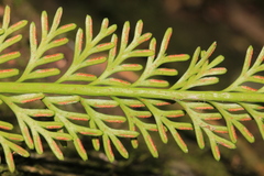 Asplenium prolongatum
