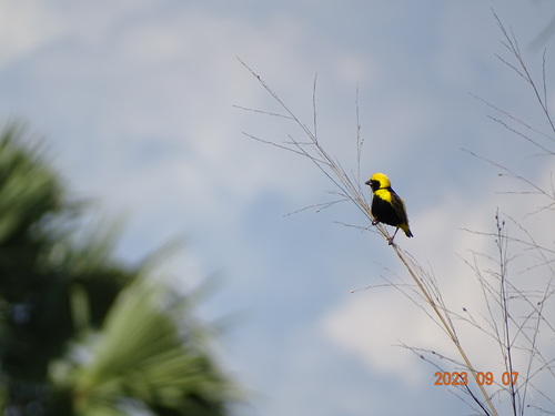 Yellow-crowned Bishop