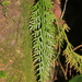 Asplenium prolongatum - Photo (c) 沈冠宇(Kuan-yu Shen), algunos derechos reservados (CC BY-NC-ND), subido por 沈冠宇(Kuan-yu Shen)