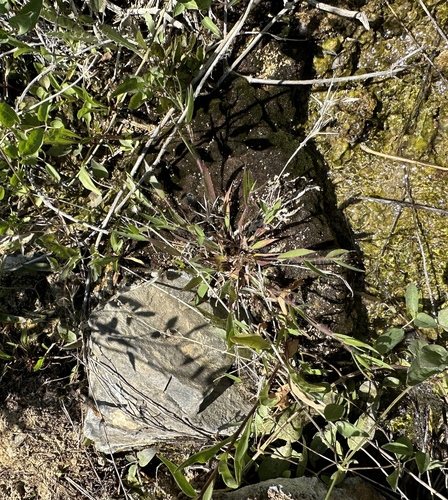 Image of Dichanthelium lanuginosum by (c) Matt Berger, some rights reserved (CC BY)