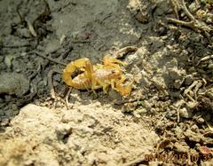 Mesobuthus thersites