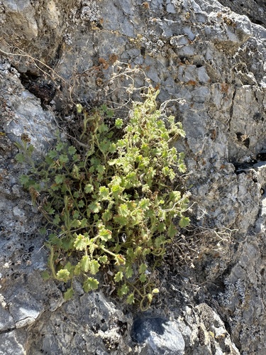 Image of Phacelia perityloides by (c) Matt Berger, some rights reserved (CC BY)