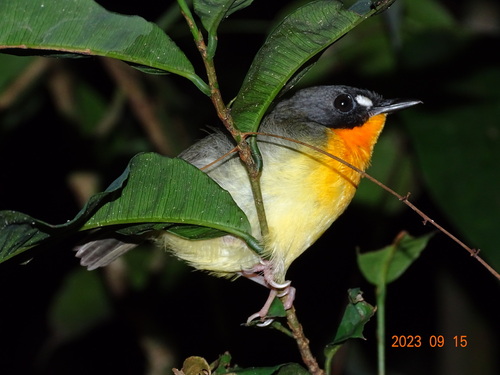 Yellow-breasted Forest Robin